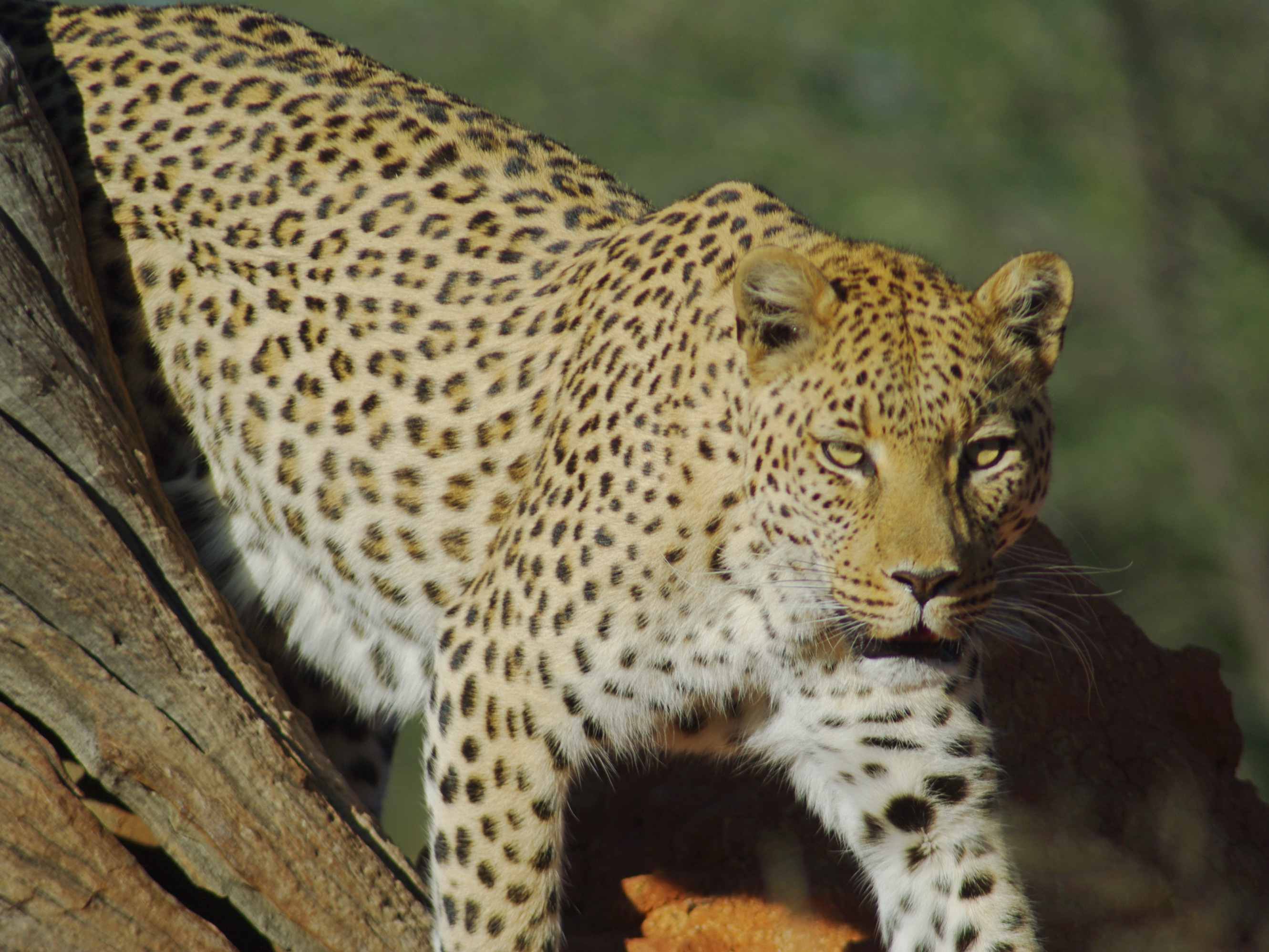 Namibie : Okonjima, le royaume des léopards