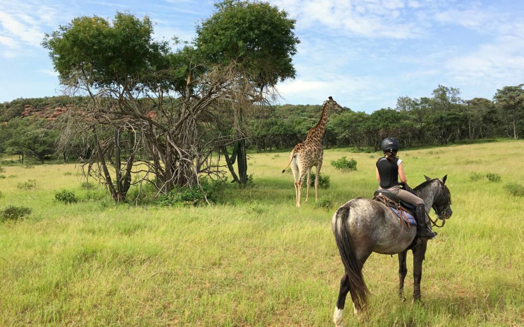 Safaris à cheval et chevauchées africaines…