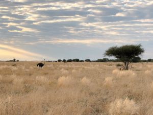 Kalahari Plains