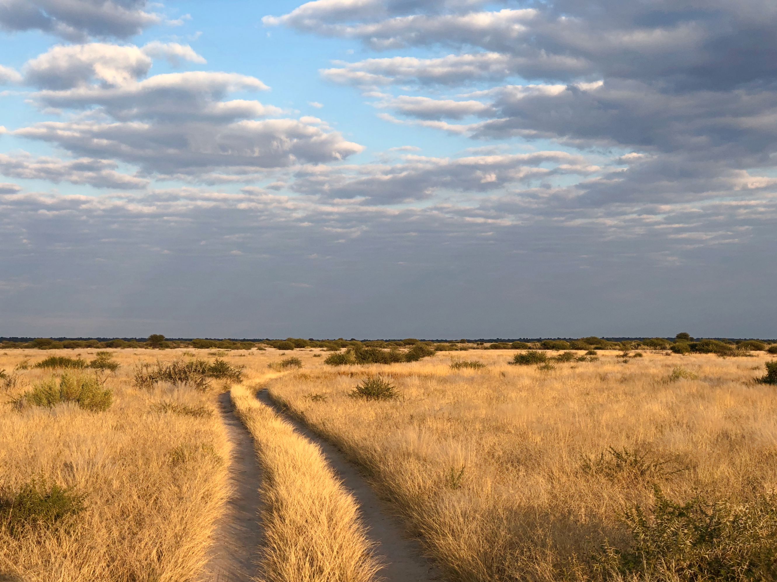 Kalahari Plains: le désert pour seul horizon