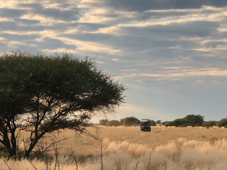 Safari Botswana
