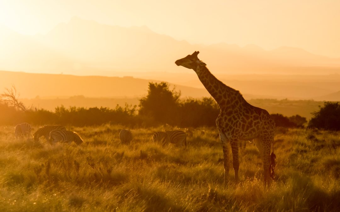 Où faire un safari depuis Cape Town?
