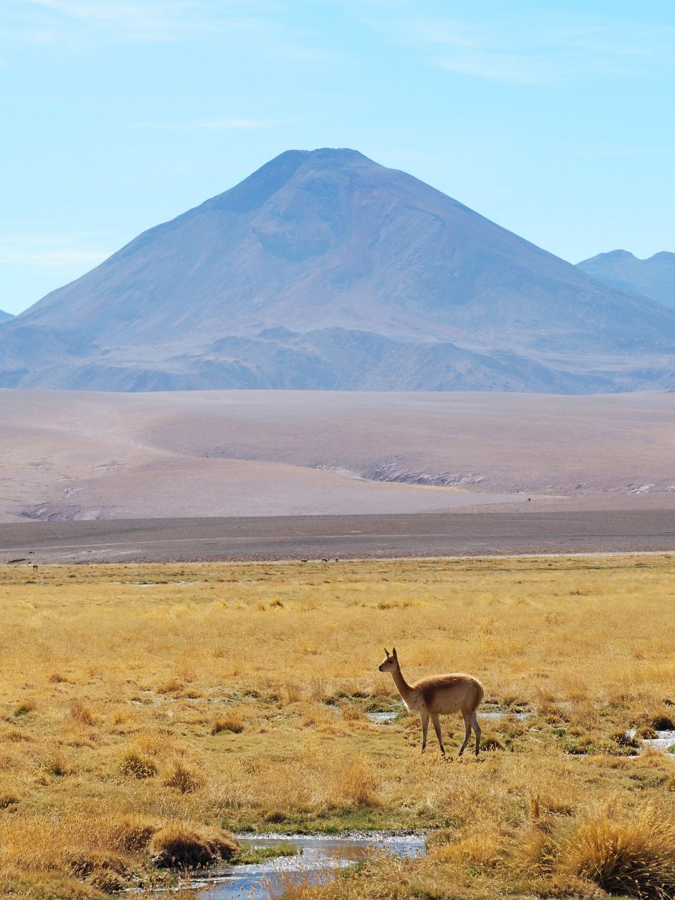 Alto Atacama