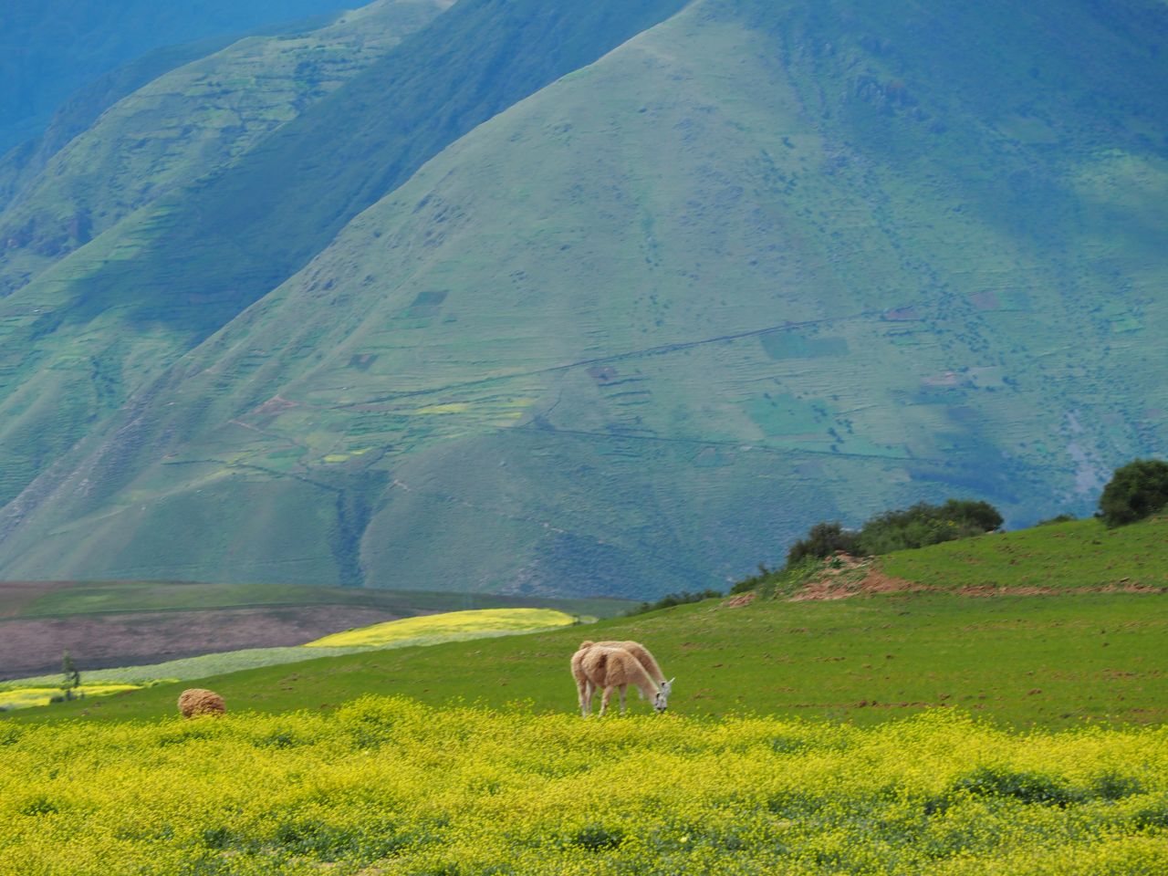 Vallée sacrée Pérou